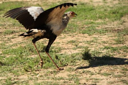 The secretarybird or secretary bird (Sagittarius serpentarius)  take off from the green grass in...