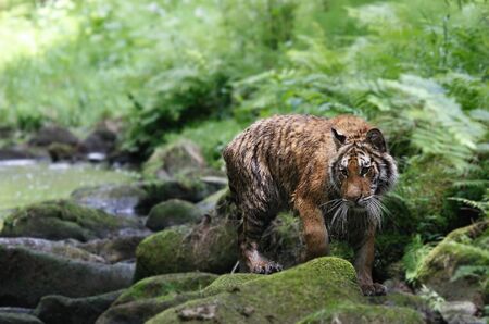 The Siberian tiger (Panthera tigris tigris) or Amur tiger (Panthera tigris altaica) in the forest. Tiger with green background. Tiger on a stone. |の写真素材