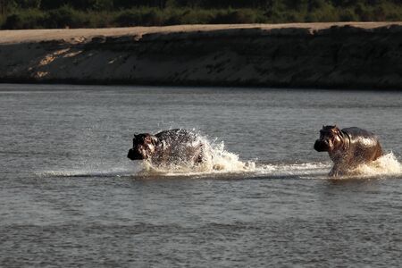 Two Hippos (Hippopotamus amphibius) scared and running in the water. Zambia, South Luangwa.