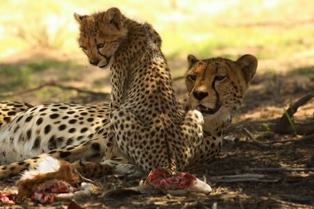 Cheetah (Acinonyx jubatus) family, mother with baby, after hunt eating young springbok in the shade...