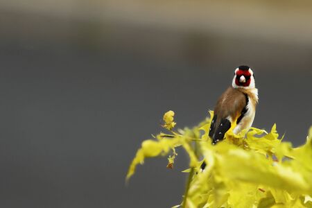 The European goldfinch or simply the goldfinch (Carduelis carduelis) male sitting on the top of the yellow tree. Grey background.の写真素材