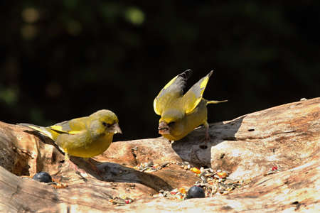 The European Greenfinchs (Chloris chloris) fighting in morning sun. The European Green finch sitting on the old branch with morning sun.の写真素材