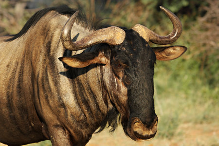 A blue wildebeest (Connochaetes taurinus) calmly staying in dry grassland. Evening sun and green...