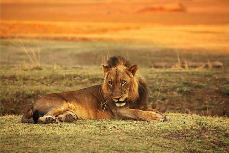 A Lion male (Panthera leo) lying on the green grass and looking for the rest of his pride. Zambia, South Luangwa.の写真素材
