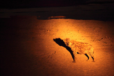 The Spotted Hyena (Crocuta crocuta) (laughing hyena) staying on the sand close to the Luangwa river in the dark night. Zambia, South Luangwa.の写真素材