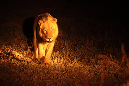 A Lion male (Panthera leo) walking across the dry grassland and looking for the rest of his pride in the dark night. Zambia, South Luangwa.の写真素材