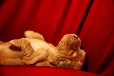 A Golden English Cocker Spaniel puppy sleeping on the red blanket. Very cute puppy lying and...