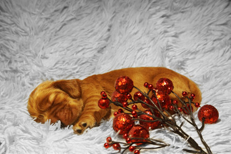 A Golden English Cocker Spaniel puppy sleeping on the red blanket. Very cute puppy lying and sleeping with red background.の写真素材