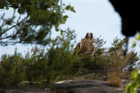 Youngh peregrine falcon (Falco peregrinus) sitting on the rock and looking around awaiting the parents. White and blue background. Green plants in the front.の写真素材