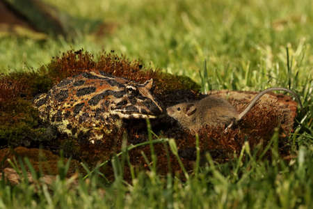 The Horned frog (Ceratophrys ornata), also known as wide-mouthed frog, or ornate frog, sitting on a red moss with a mouse. Green background. Morning sun and a brown branch in the background.の写真素材