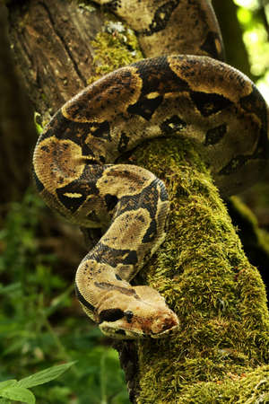 The boa constrictor (Boa constrictor), also called the red-tailed boa or the common boa, on the old...