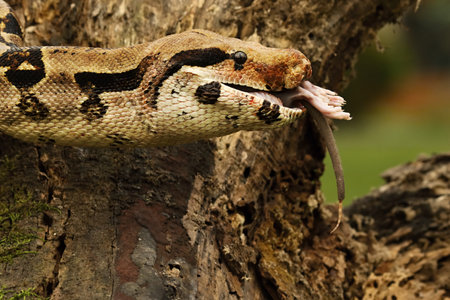 The boa constrictor (Boa constrictor), also called the red-tailed boa or the common boa, on the old branch after hunt eating a rat. Brown and green background.n green forest. Green background.の写真素材