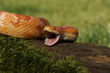 A Corn snake (Pantherophis guttatus or Elaphe guttata) after hunt eating a mouse. A red, orange and yellow Corn snake on the wood with a green moss and green background.の写真素材