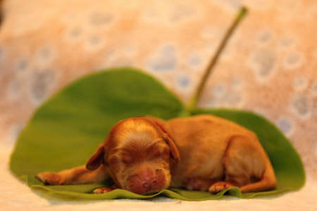 Amazing, newborn and cute Eglish Cocre Spaniel puppy detail. Sleeping golden puppy on green sheet, Yellow background.の写真素材