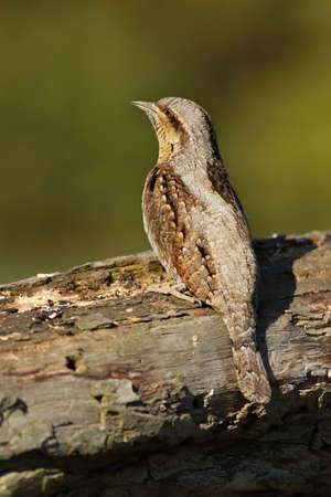 The Eurasian Wryneck (Jynx torquilla) on the old branch up to close. Old gray branch, green and blue background. The Eurasian Wryneck in the morning sun.の写真素材