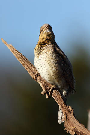 The Eurasian Wryneck (Jynx torquilla) on the old branch up to close. Old gray branch, green and blue background. The Eurasian Wryneck in the morning sun.の写真素材
