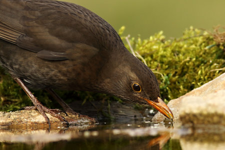 The common blackbird (Turdus merula) female staying on the stone and drinking a water. Green moss around. Green background.の写真素材