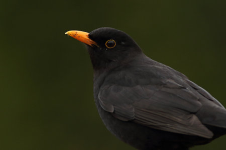 The common blackbird (Turdus merula) male portrait. The common blackbird sitiing on the old branch. Dark green background.の写真素材
