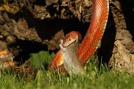 A Corn snake (Pantherophis guttatus or Elaphe guttata) after hunt eating a mouse. A red, orange and yellow Corn snake on the wood with a brown wood and green grass in the background.の写真素材