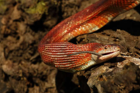 A Corn snake (Pantherophis guttatus or Elaphe guttata) after hunt eating a mouse. A red, orange and...