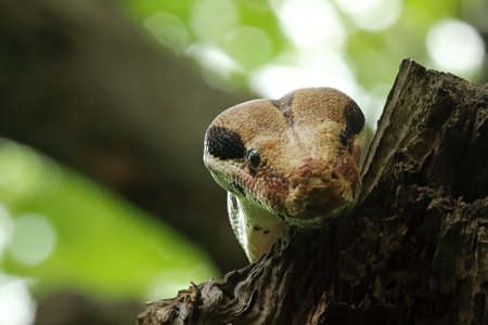 The boa constrictor (Boa constrictor), also called the red-tailed boa or the common boa, portrait on...