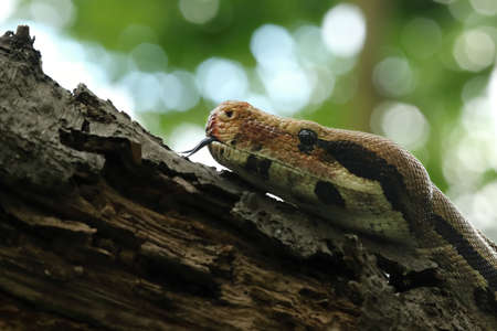 The boa constrictor (Boa constrictor), also called the red-tailed boa or the common boa, portrait on...