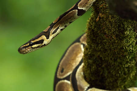 The ball python (Python regius), also called the royal python, on the old branch in green forest. Green background.の写真素材