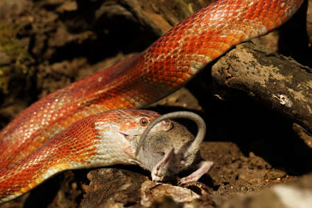 A Corn snake (Pantherophis guttatus or Elaphe guttata) after hunt eating a mouse. A red, orange and yellow Corn snake on the wood with a brown wood in the background.の写真素材