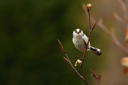 The The long-tailed tit or long-tailed bushtit (Aegithalos caudatus) sitting on the brown branch. Morning golden sun, green background.の写真素材