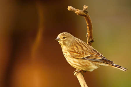 The common linnet (Linaria cannabina) feline sitting on the small branch in the morning sun. Golden and brown background, morning sun.の写真素材