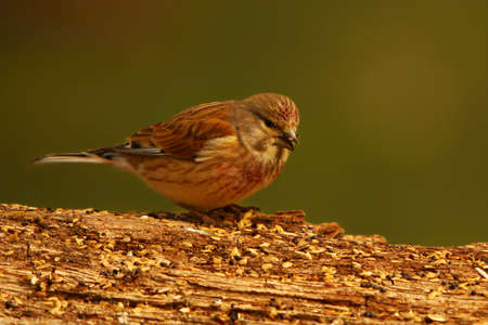 The common linnet (Linaria cannabina) male sitting on the old branch with a sunflower seed in her beak. Morning sun, green background. Sunflower seed around.の写真素材
