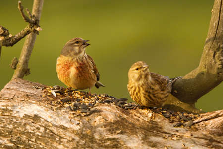 A pair of the common linnets (Linaria cannabina) sitting on the small branch in the morning sun. Morning sun, green background. Sunflower seed around.の写真素材