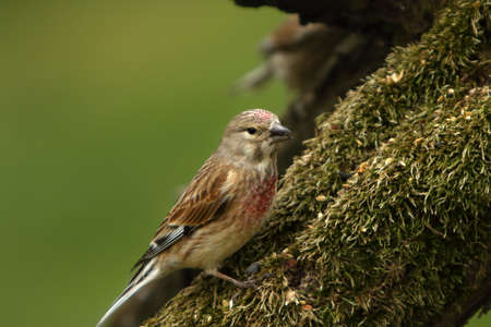 The common linnet (Linaria cannabina) male sitting on the old green branch with a sunflower seed in her beak. Morning sun, green background. Sunflower seed around.の写真素材