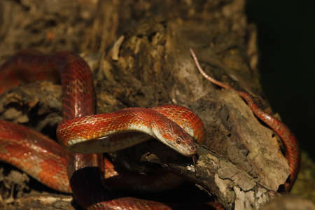 A Corn snake (Pantherophis guttatus or Elaphe guttata) on the old brown branch before a hunt. A red, orange and yellow Corn snake on the wood with agreen grass in the background.の写真素材