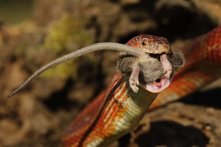 A Corn snake (Pantherophis guttatus or Elaphe guttata) after hunt eating a mouse. A red, orange and...