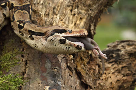 The boa constrictor (Boa constrictor), also called the red-tailed boa or the common boa, on the old branch after hunt eating a rat. Brown and green background in green forest. Green background.の写真素材