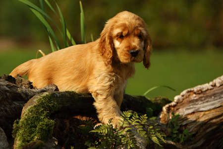 Amazing, newborn and cute red English Cocker Spaniel puppy detail. Small and cute red Cocker Spaniel puppy hiding behind the old branch in the green grass, morning sun. Green background.の写真素材