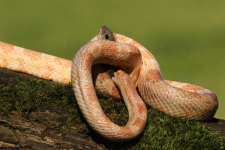 A Corn snake (Pantherophis guttatus or Elaphe guttata) after hunt eating a mouse. A red, orange and...