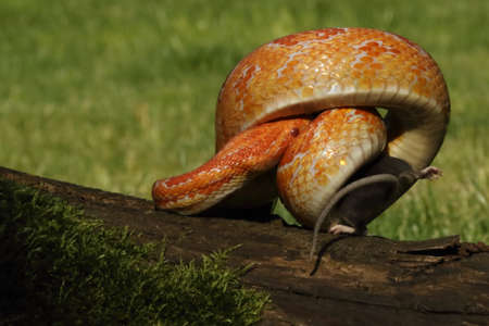 A Corn snake (Pantherophis guttatus or Elaphe guttata) after hunt eating a mouse. A red, orange and yellow Corn snake on the wood with a brown wood in the background.の写真素材