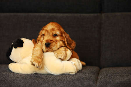 Beautiful and cute golden English Cocre Spaniel puppy on the sofa. Morning. Gray background.の写真素材