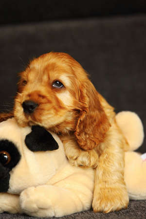 Beautiful and cute golden English Cocre Spaniel puppy on the sofa. Morning. Gray background.の写真素材