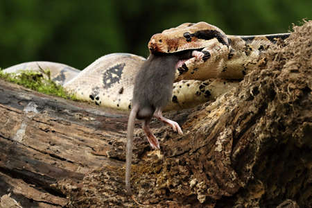 The boa constrictor (Boa constrictor), also called the red-tailed boa or the common boa, on the old branch after hunt eating a rat.の写真素材
