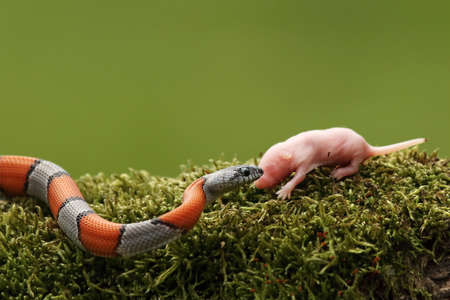 The Greer's Kingsnake (Lampropeltis mexicana greeri) on the old branch hunting the mouse. Green...
