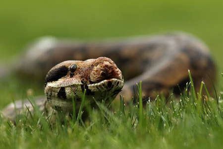 The boa constrictor (Boa constrictor), also called the red-tailed boa or the common boa, detail...