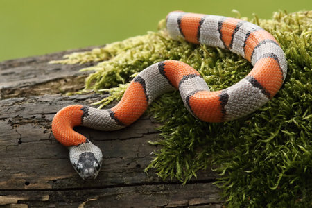 The Greer's Kingsnake (Lampropeltis mexicana greeri) on the old branch looking for the mouse. Green...