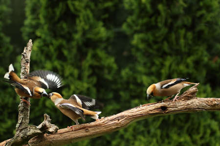 The Hawfinch (Coccothraustes coccothraustes) three males fighting on the same old branch. Two males...