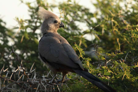 The gray go-away-bird (Crinifer concolor), also known as gray lourie, sitting on the dry bush. Morning sun. Green and blue sky in the background.の写真素材