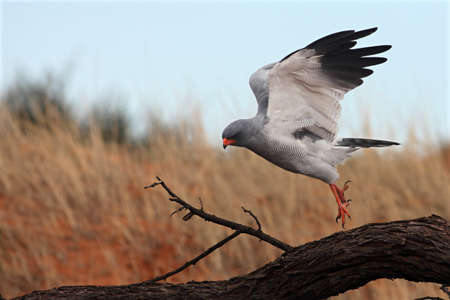 The southern pale chanting goshawk (Melierax canorus) landing on the branch and watching around. The southern pale chanting goshawk (Melierax canorus) in the morning sun.の写真素材