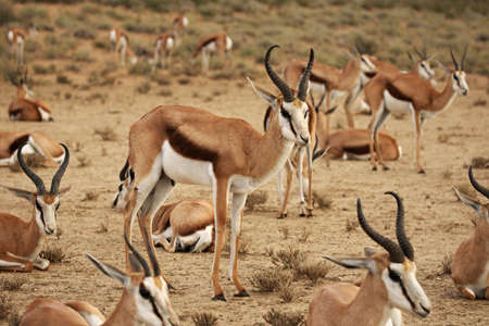 The group of springboks (Antidorcas marsupialis) in dry Kalahari sand. Dry sand and morning sun.の写真素材
