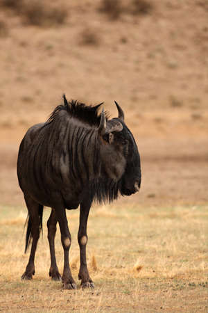 A blue wildebeest (Connochaetes taurinus) calmly staying in dry grassland. Evening sun and dry sand round.の写真素材